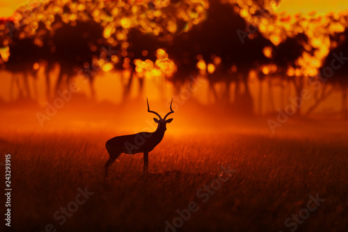 Impala gazelle at sunrise in Masai Mara, Kenya