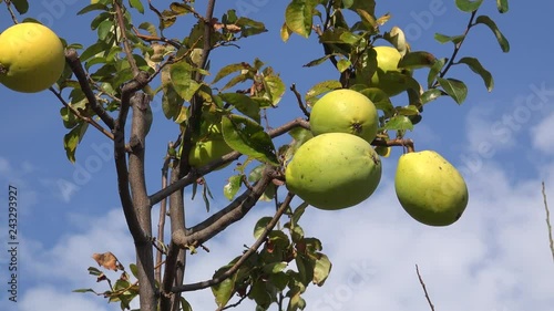 Chinese quince fruit on the tree (Pseudocydonia sinensis). photo