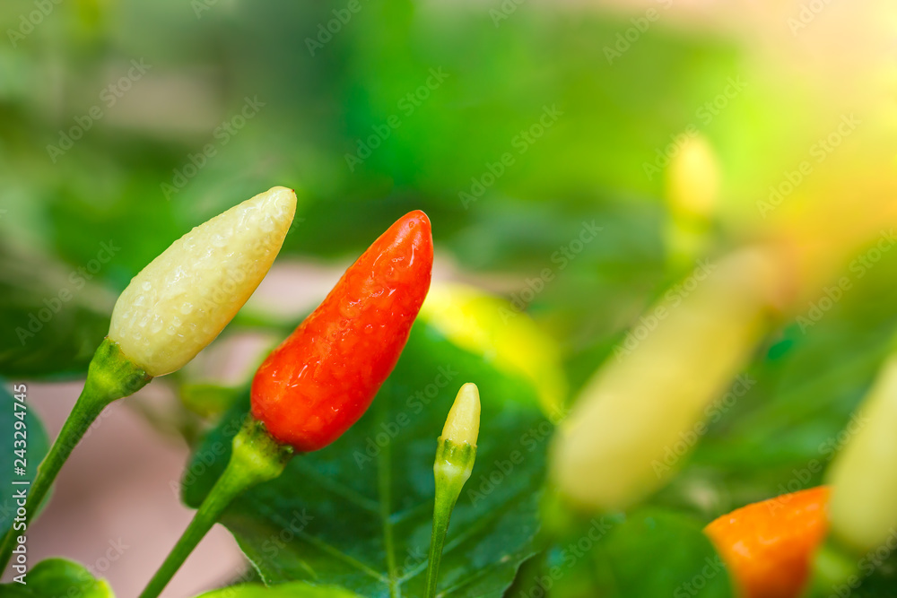 Fresh Chili peppers and water drops on the tree in organic farm and morning sunlight. Fresh Chili peppers and water drops on the tree in organic farm and morning sunlight.
