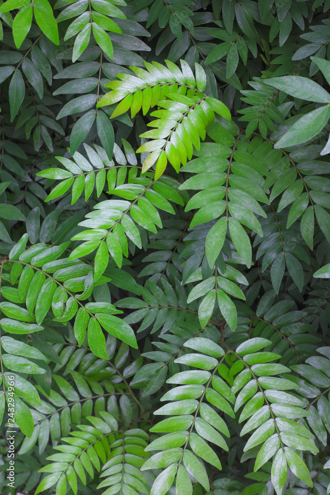 background of fern leaves background of fern leaves