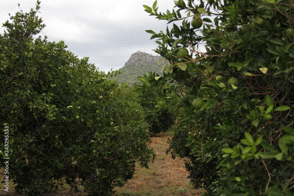 Fototapeta premium oranges trees on a background of mountains