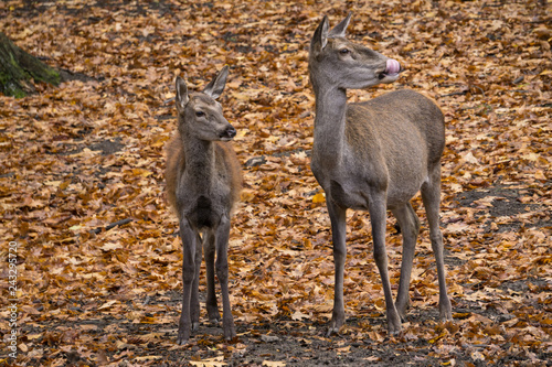 Rothirschkuh mit Kalb