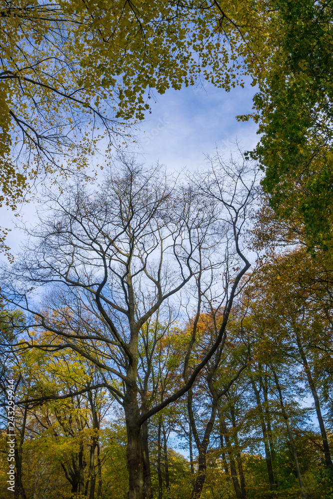 Fototapeta premium Gelb verfärbtes Herbstlaub