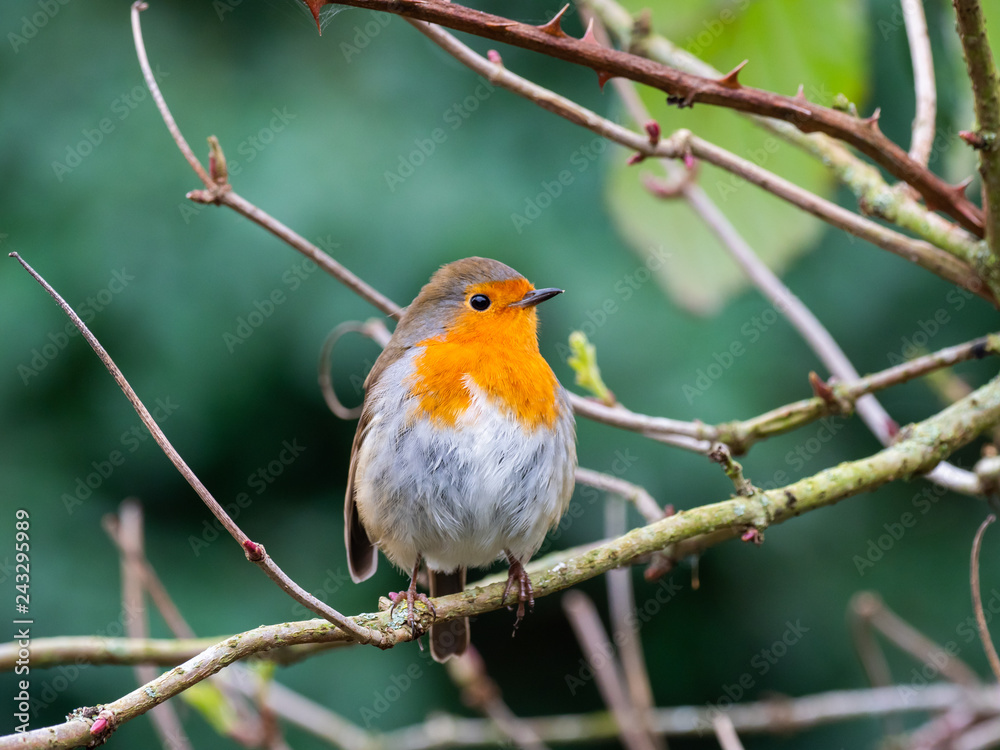 Robin on a Branch Robin on a Branch