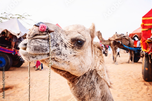Pushkar Desert, Rajasthan, India, February 2018: Camel and vehicle at Pushkar desert