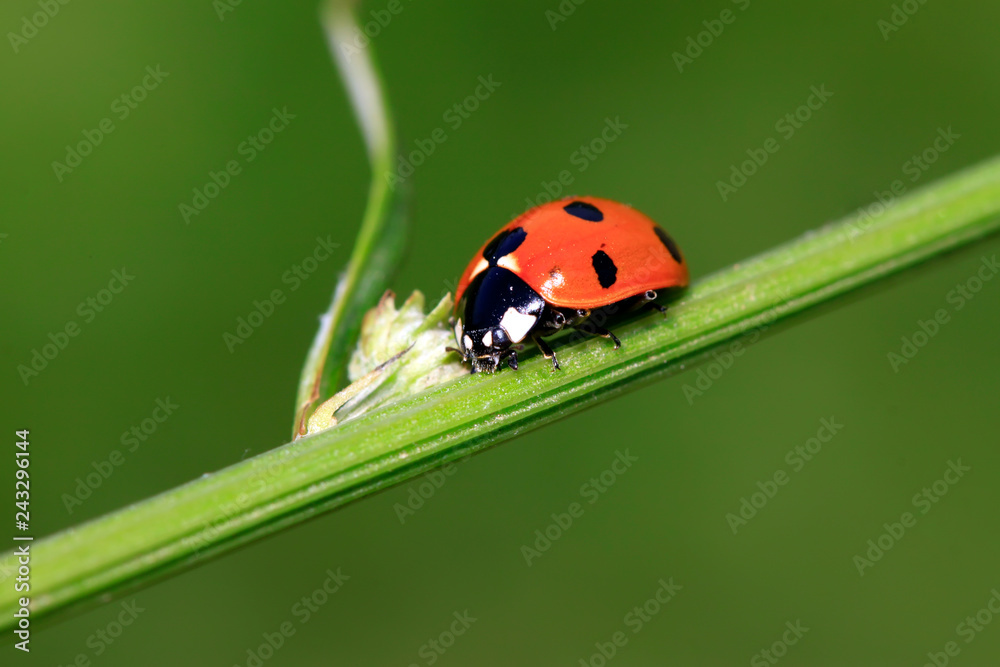 coccinella septempunctata on plant stalks