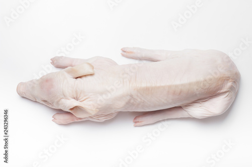 Raw suckling pig on a light background