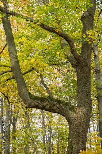 Gelb verf  rbtes Herbstlaub