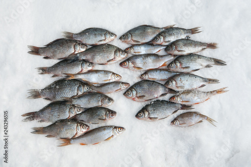fresh fish on snow