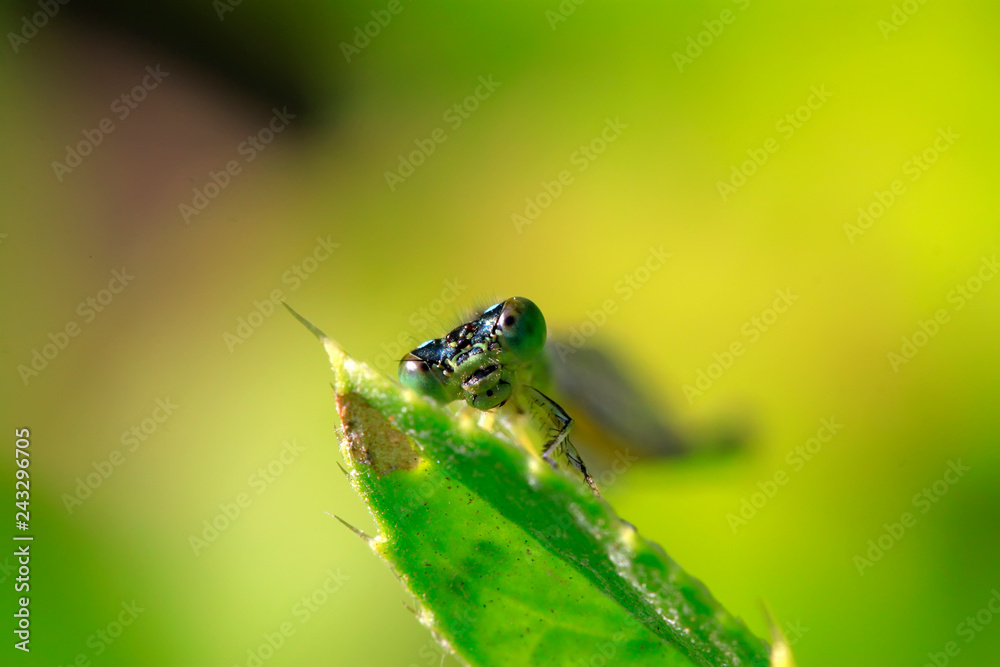 damselflies damselflies