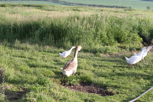 geese graze on the grass