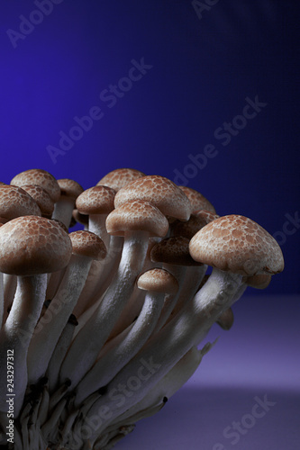 group of mushrooms