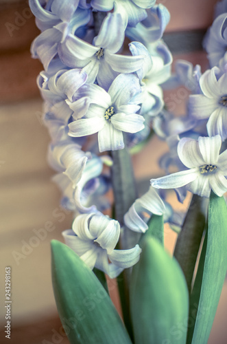 Two Delft Blue Lily Hyacinthus Orientalis Liliaceae photo