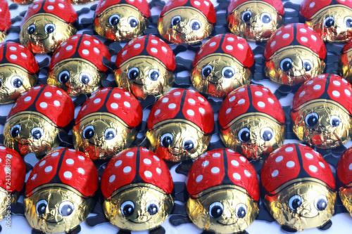 lucky ladybirds in rows