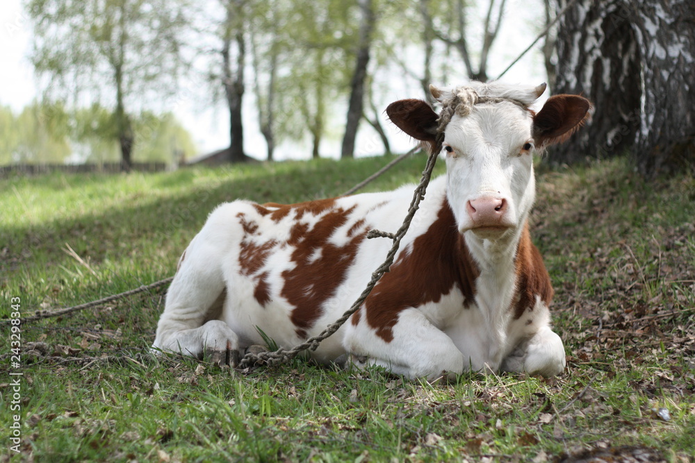 cow lies on the grass cow lies on the grass