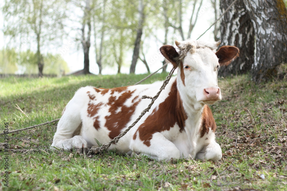 cow resting on the grass