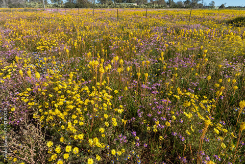 Field of wildflowers at Willemsrivier near Nieuwoudtville photo