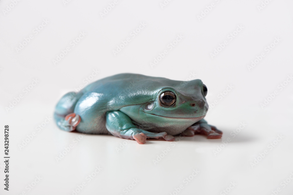 Obraz premium Green tree frog, White's tree frog, or dumpy tree frog (Litoria caerulea) climbing on a white background