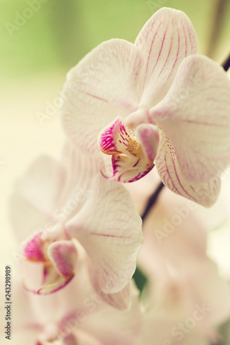 Branch of blooming pink orchid close up