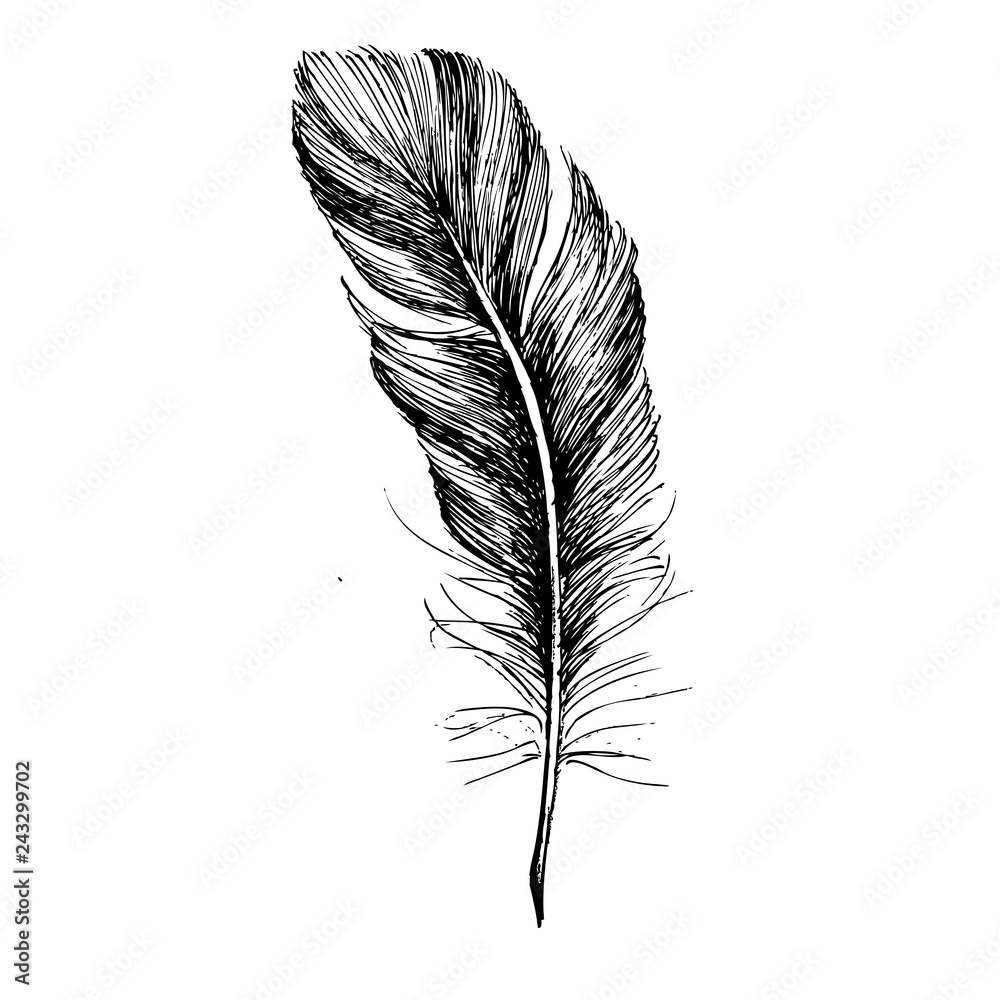Obraz premium Feather Pattern hand drawn