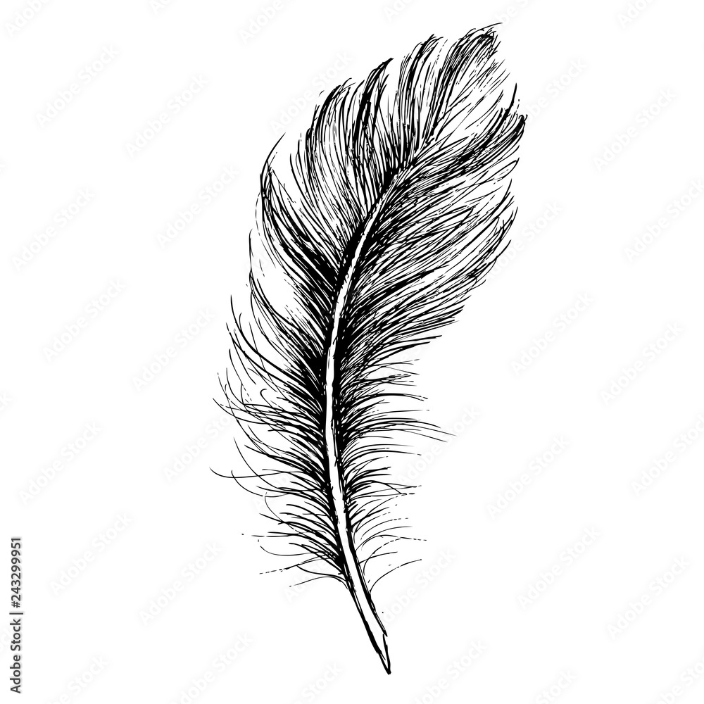 Obraz premium Feather Pattern hand drawn