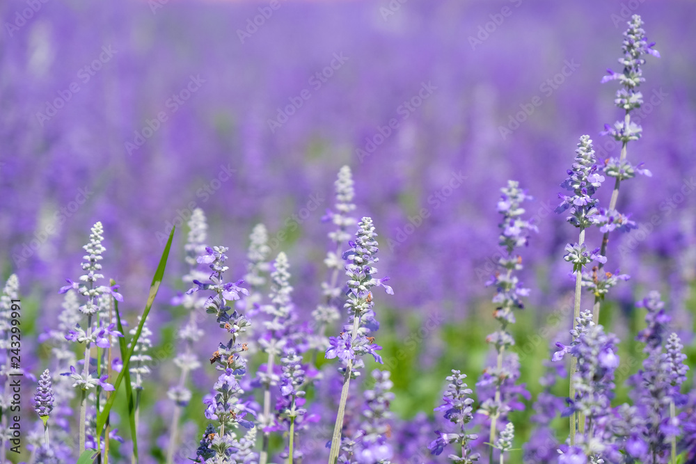 Naklejka premium Beautiful Blooming Purple Salvia (Blue sage) flower field in outdoor garden.Blue Salvia is herbal plant in the mint family. - Image