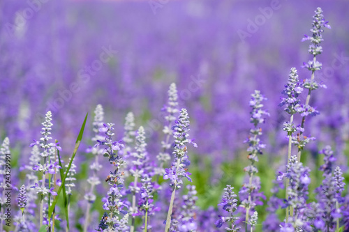 Beautiful Blooming Purple Salvia  Blue sage  flower field in outdoor garden.Blue Salvia is herbal plant in the mint family. - Image