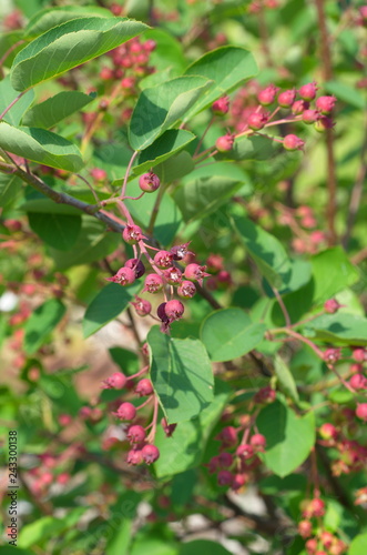 Branches of tree Serviceberry (Amelanchier canadensis) with ripening berries