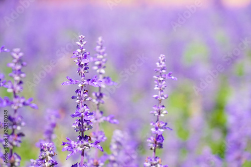 Beautiful Blooming Purple Salvia  Blue sage  flower field in outdoor garden.Blue Salvia is herbal plant in the mint family. - Image