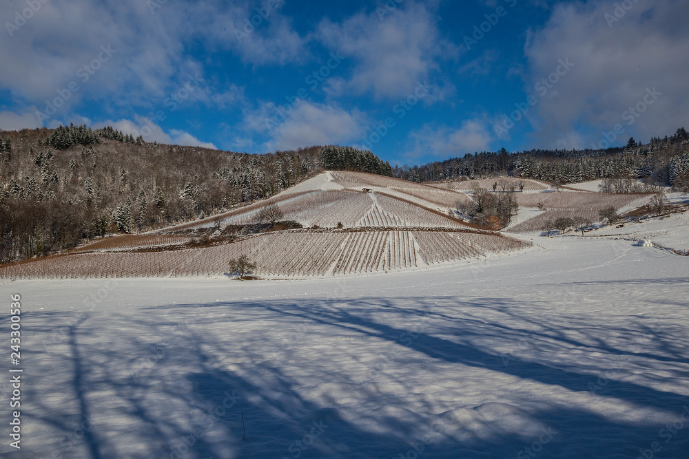 Obraz premium Weinberge Reben im Winter