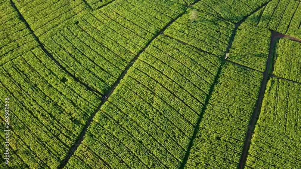 Aerial view over green corn fields in countryside. Rural scene with cultivated land. Geometric shapes of agricultural parcels landscape. Nature and agriculture industry. 4K video shot from drone. Aerial view over green corn fields in countryside. Rural scene with cultivated land. Geometric shapes of agricultural parcels landscape. Nature and agriculture industry. 4K video shot from drone.