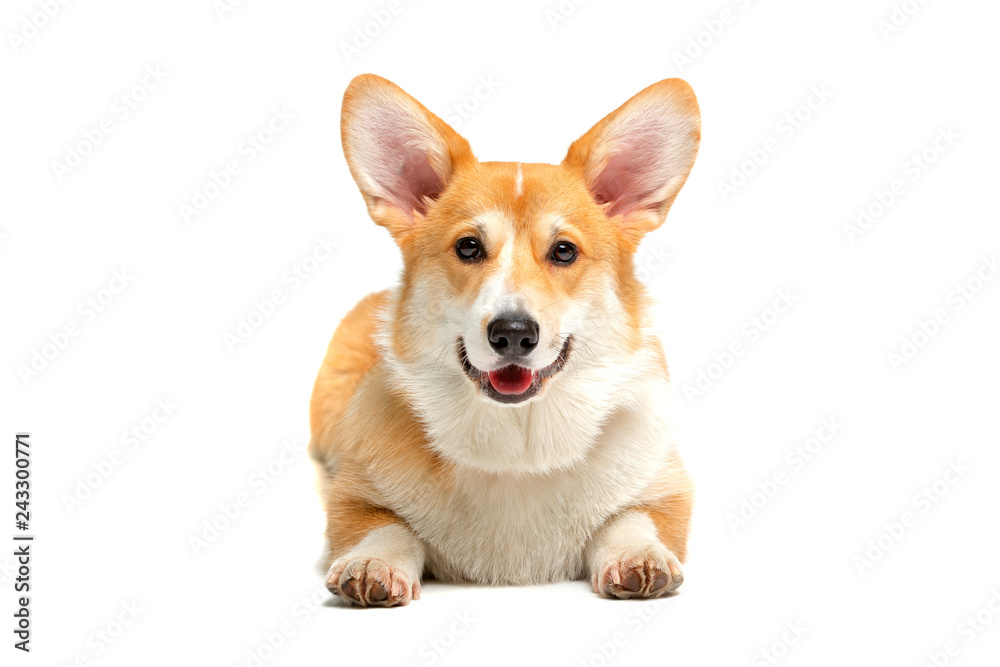 Corgi Fluffy Dog Isolated Corgi Fluffy Dog Isolated