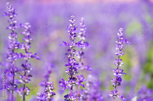 Beautiful Blooming Purple Salvia  Blue sage  flower field in outdoor garden.Blue Salvia is herbal plant in the mint family. - Image