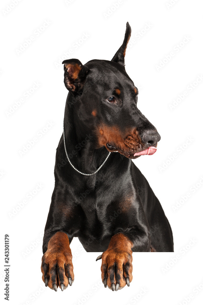 Doberman isolated on white background