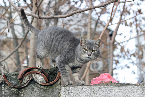 Fototapeta Naklejka Na Ścianę i Meble -  Cat grey gray stray walking wall city street