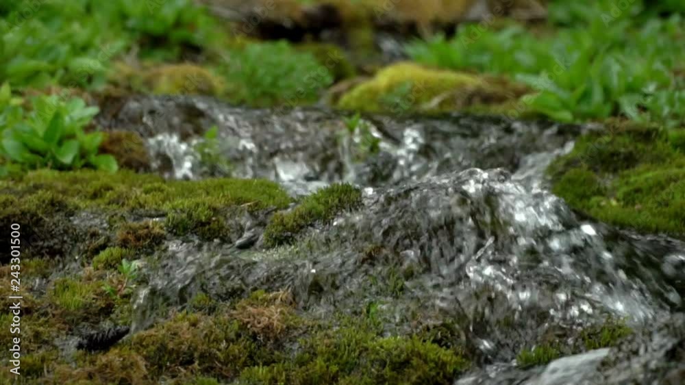 .Altai. A mountain stream after a rain. Magical scenery of rainforest and river. Wild, vivid vegetation of forest.