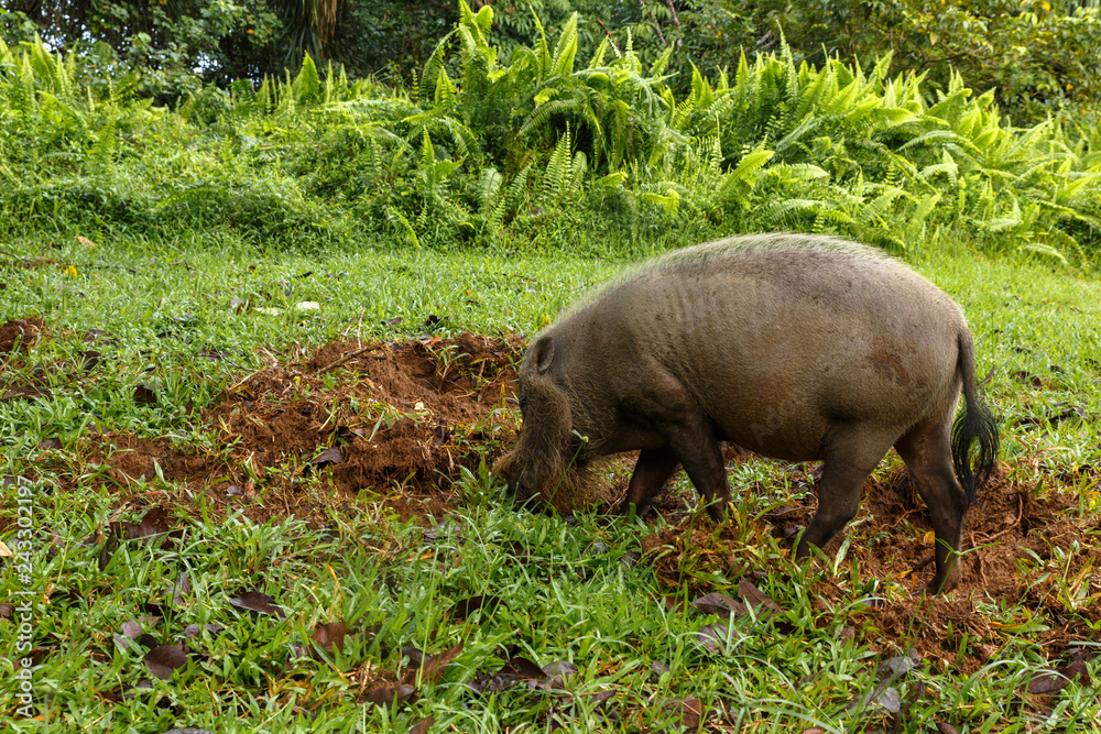 bearded pig digs the earth on a green lawn. bearded pig digs the earth on a green lawn.