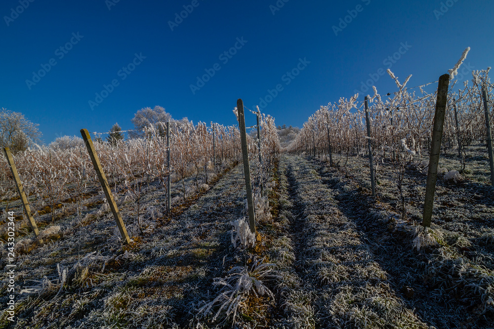 Weinberge Reben im Winter Weinberge Reben im Winter