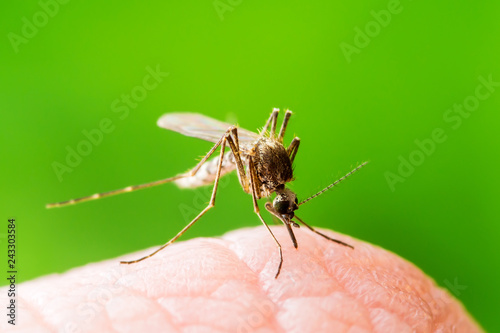 Yellow Fever, Malaria or Zika Virus Infected Mosquito Insect Macro on Green Background © nechaevkon