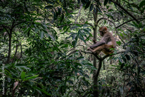 Monkeys at the National Park of Zhangjiajie