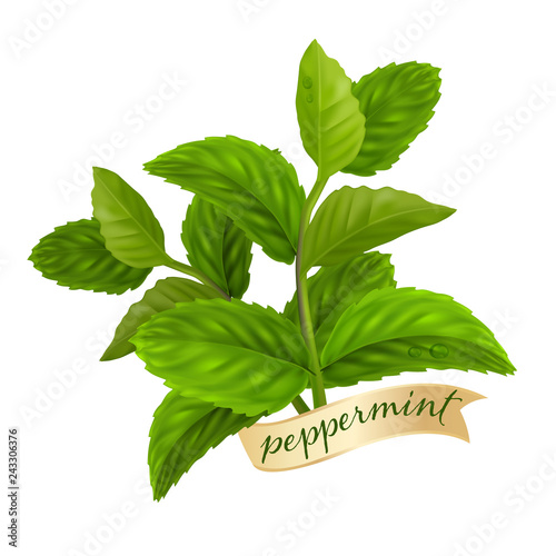 Peppermint leaf, Nature Essential oil 