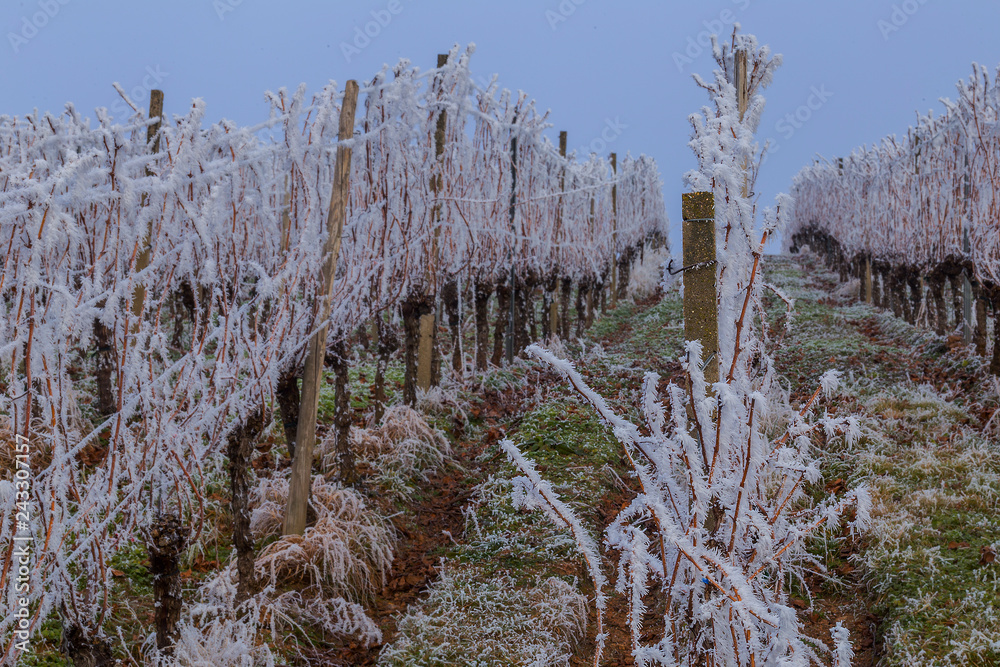 Fototapeta premium Weinberge Reben im Winter