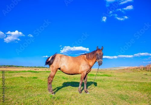 Fototapeta Naklejka Na Ścianę i Meble -  domestic horse on sunny green meadow