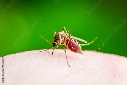 Yellow Fever, Malaria or Zika Virus Infected Mosquito Insect Macro on Green Background