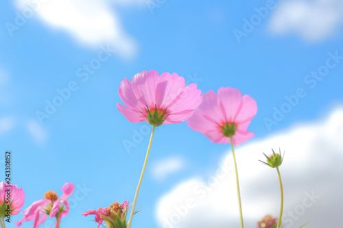 Cosmos flowers blooming. © tcareob72