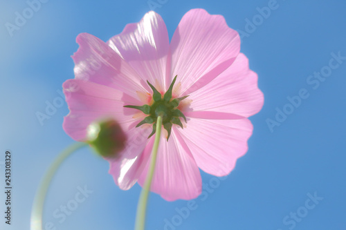 Cosmos flowers blooming.