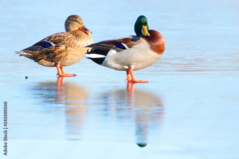 Obraz premium Wild ducks on frozen lake