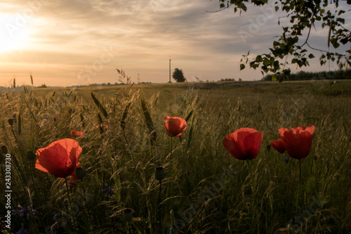 Poranne Roztocze photo