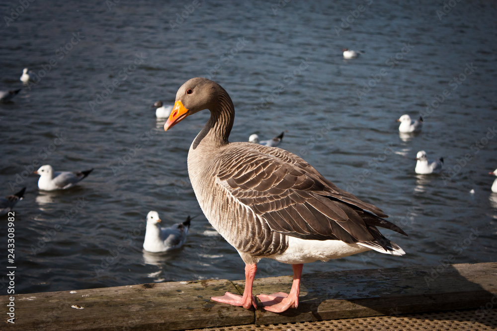 Goose on water Goose on water