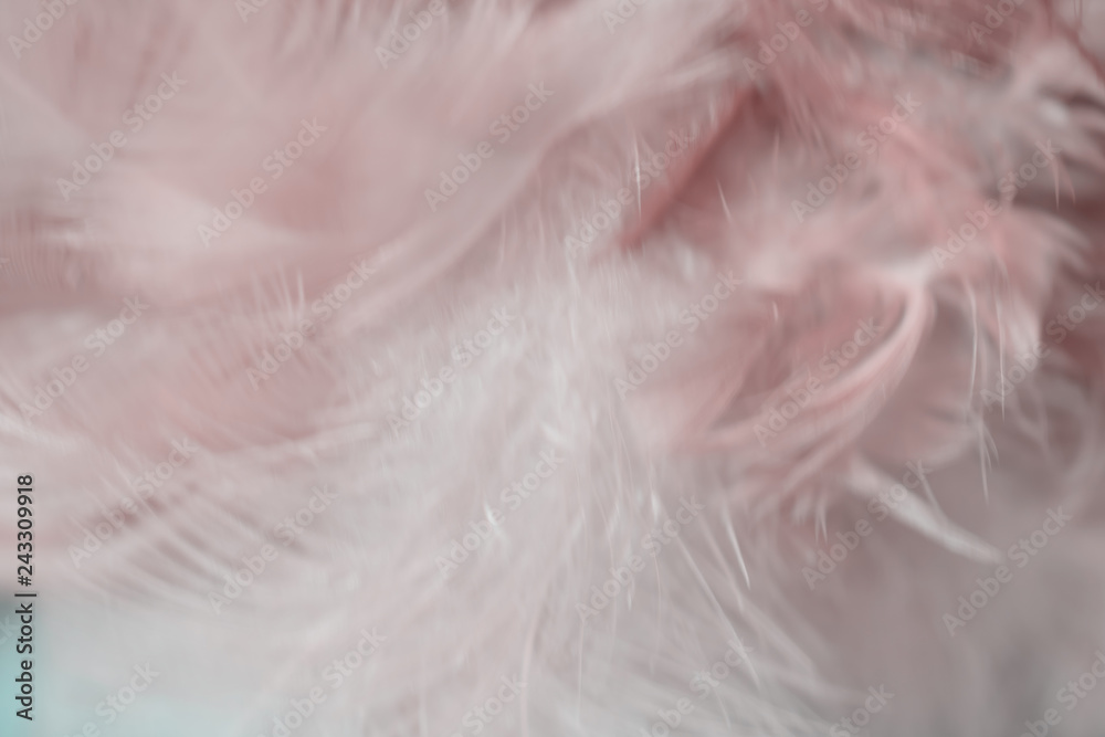 Blur Bird chickens feather texture for background, Fantasy, Abstract, soft color of art design. Blur Bird chickens feather texture for background, Fantasy, Abstract, soft color of art design.